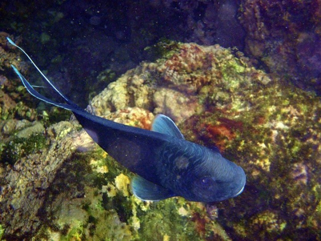  Pacific fish 